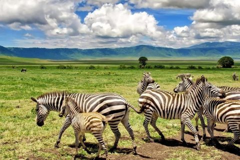 ngorongoro national park, ngorongoro conservation area, ngorongoro crater