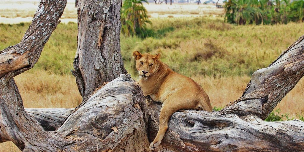 classic africa safaris, nyerere national park, selous conservation area