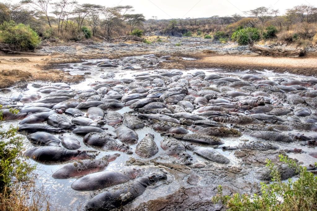 Serengeti National Park, serengeti hippo pool, hippo pool in serengeti