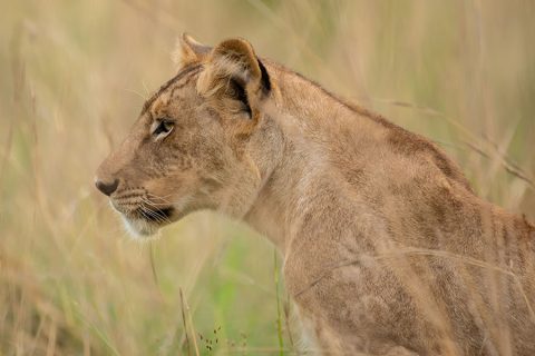 safaris in uganda from Rwanda, queen elizabeth national park, big five in uganda, lions in queen elizabeth national park