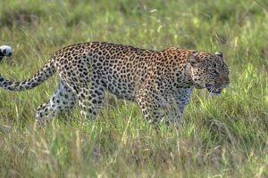 Queen Elizabeth National Park Safari Guide