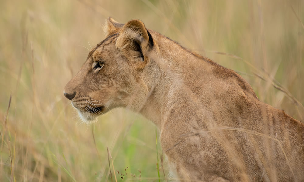 safaris in uganda from Rwanda, queen elizabeth national park, big five in uganda, lions in queen elizabeth national park