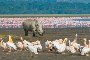 4 Days Safari to Masai Mara & Lake Nakuru, 6 Days Ultimate Kenyan Safari, safaris in kenya, kenya safaris, kenyan safaris, wildlife safaris in Kenya, game drive safaris in kenya, national park safaris in kenya, safaris in kenya price, safaris in kenya cost, safaris in kenya packages, Must-Visit African National Parks