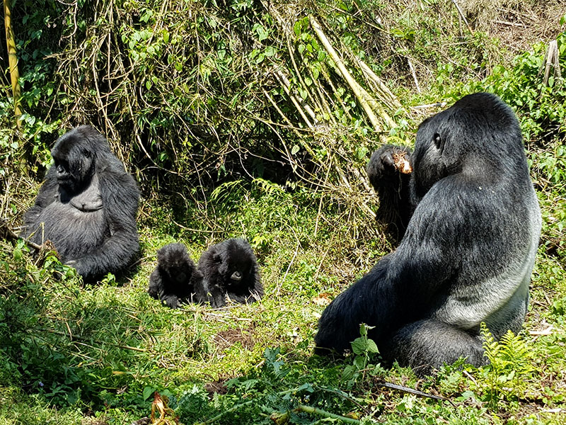 gorilla trekking in rwanda, rwanda gorilla tracking, mountain gorilla trekking in rwanda, gorillas in rwanda, gorillas rwanda safaris, gorilla safari tours, Bwindi Impenetrable National Forest, bwindi impenetrable forest, bwindi uganda, bwindi national park, bwindi gorilla national park, bwindi bandas, bwindi park, bwindi forest, bwindi mountain gorillas, gorillas in bwindi, bwindi forest park