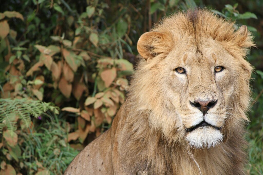 udzungwa national park, udzungwa mountains national park, udzungwa mountains, udzungwa