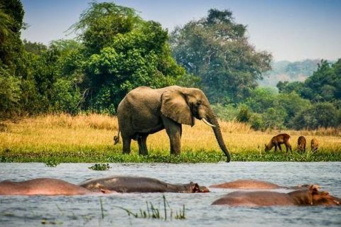 murchison falls national park, national park in uganda, uganda national parks, game drives in murchison national park, birdwatching in murchison national park, boat rides in murchison, boat safari in murchison national park, safari trip to murchison falls national park