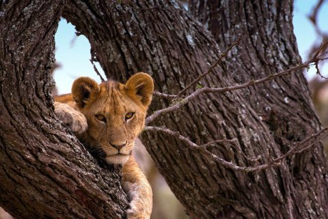 Serengeti National Park