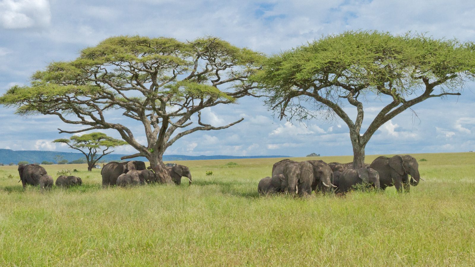 seronera valley, seronera valley in tanzania, seronera valley in serengeti national park, Seronera Valley in Central Serengeti, The Seronera Valley in Central Serengeti, Seronera Valley in Central Serengeti Tanzania, seronera, Best East African Safaris and Tours