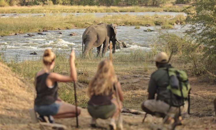 classic africa safaris, nyerere national park, selous conservation area