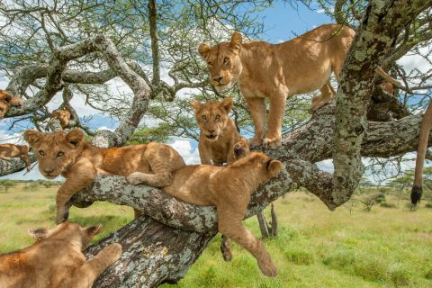 ishasha sector, tree climbing lions, ishasha tree climbing lions, tree-climbing lions, home to tree-climbing lions, accommodations near Ishasha Sector, ishasha sector accommodations, accommodations price ishasha sector