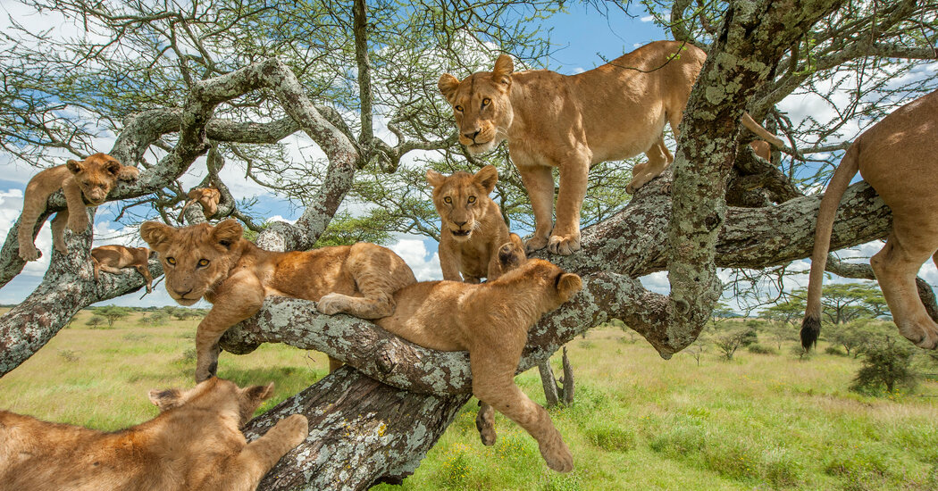 ishasha sector, tree climbing lions, ishasha tree climbing lions, tree-climbing lions, home to tree-climbing lions