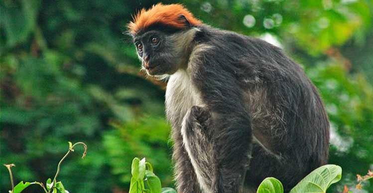 udzungwa national park, udzungwa mountains national park, udzungwa mountains, udzungwa