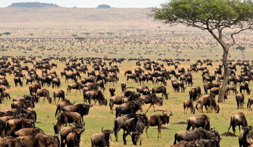 seronera valley, seronera valley in tanzania, seronera valley in serengeti national park, Seronera Valley in Central Serengeti, The Seronera Valley in Central Serengeti, Seronera Valley in Central Serengeti Tanzania, seronera, safaris in tanzania from rwanda