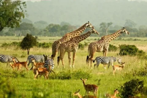 murchison falls national park, national park in uganda, uganda national parks, game drives in murchison national park, birdwatching in murchison national park, boat rides in murchison, boat safari in murchison national park, safari trip to murchison falls national park