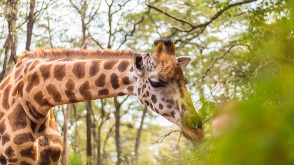 Kenya's Giraffe Centre Adventure, Kenya's Giraffe Centre, Giraffe Centre