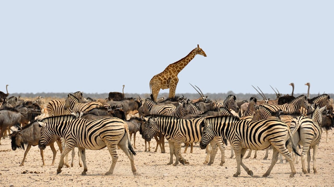 Marsabit National Park, mount marsabit