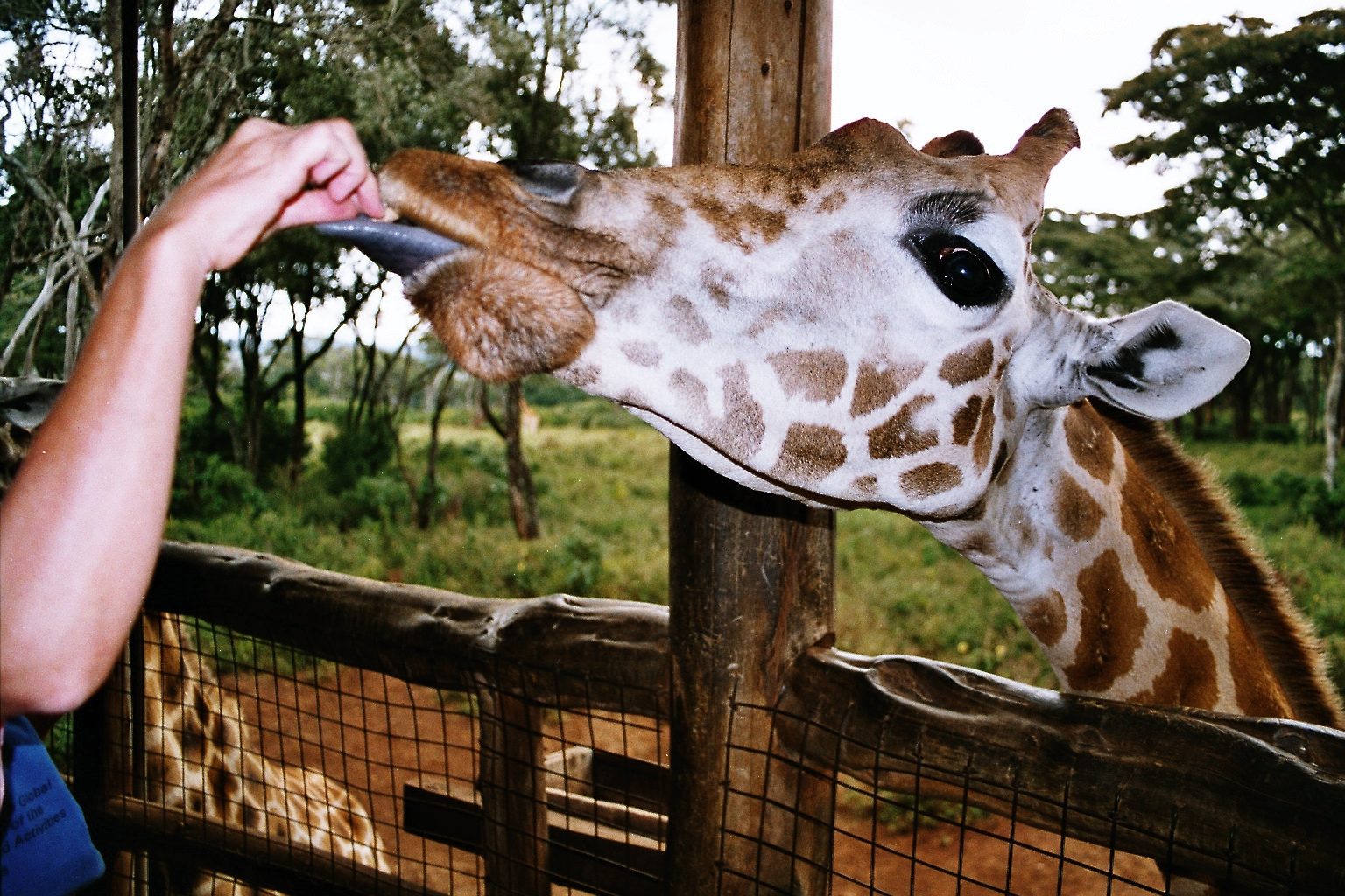 Kenya's Giraffe Centre Adventure, Kenya's Giraffe Centre, Giraffe Centre 