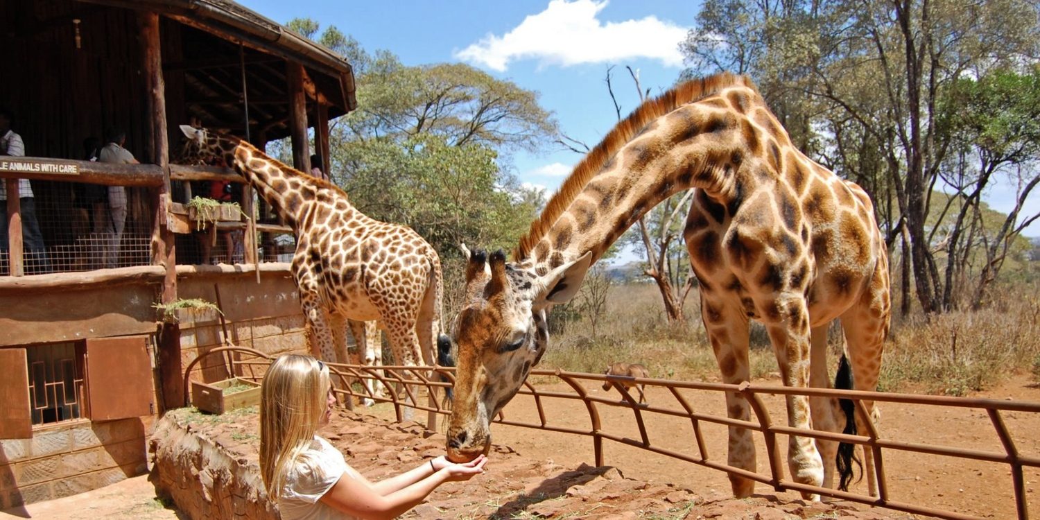 Kenya's Giraffe Centre Adventure, Kenya's Giraffe Centre, Giraffe Centre 