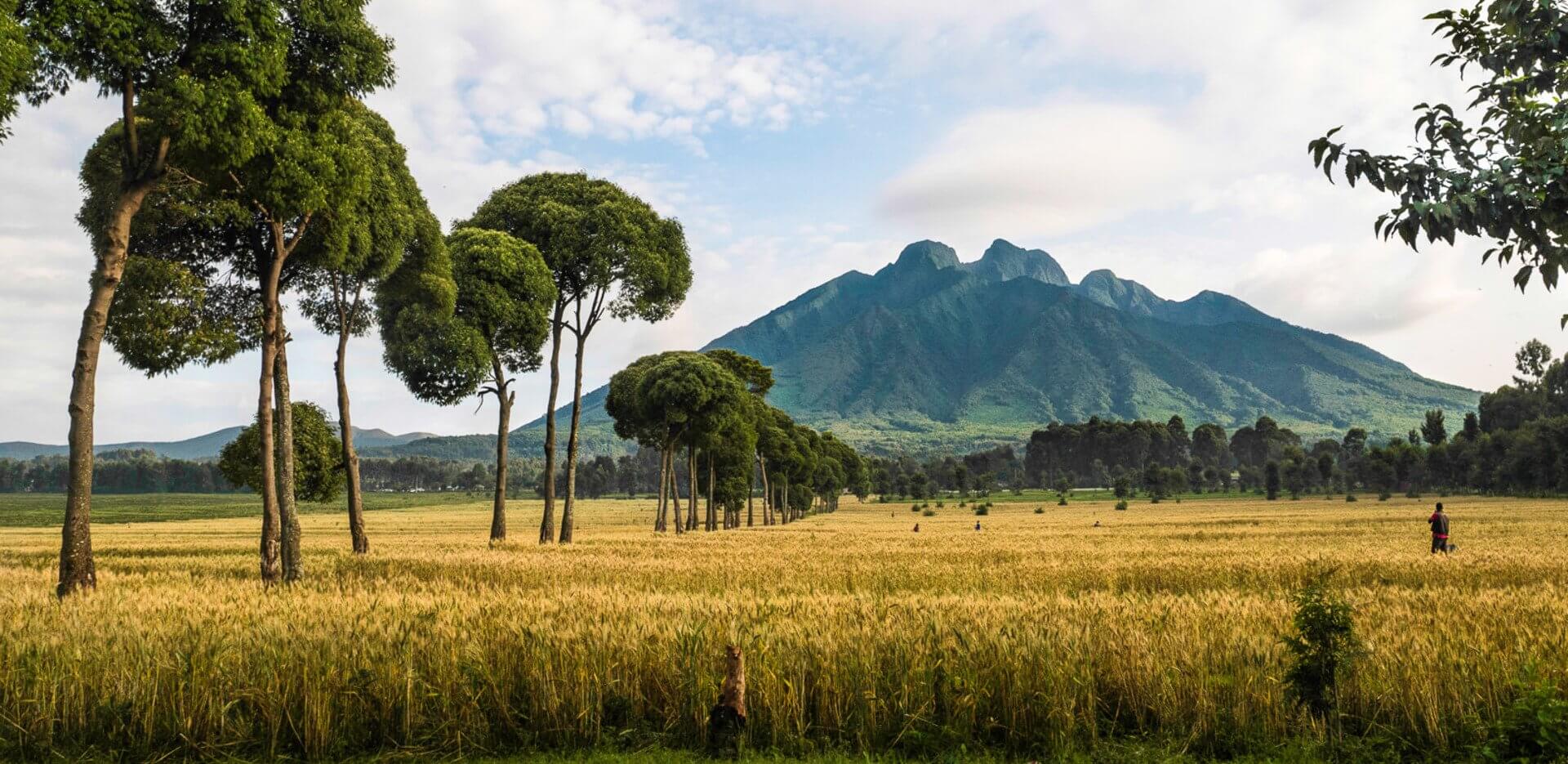 Trek Mountain Gorillas in Rwanda