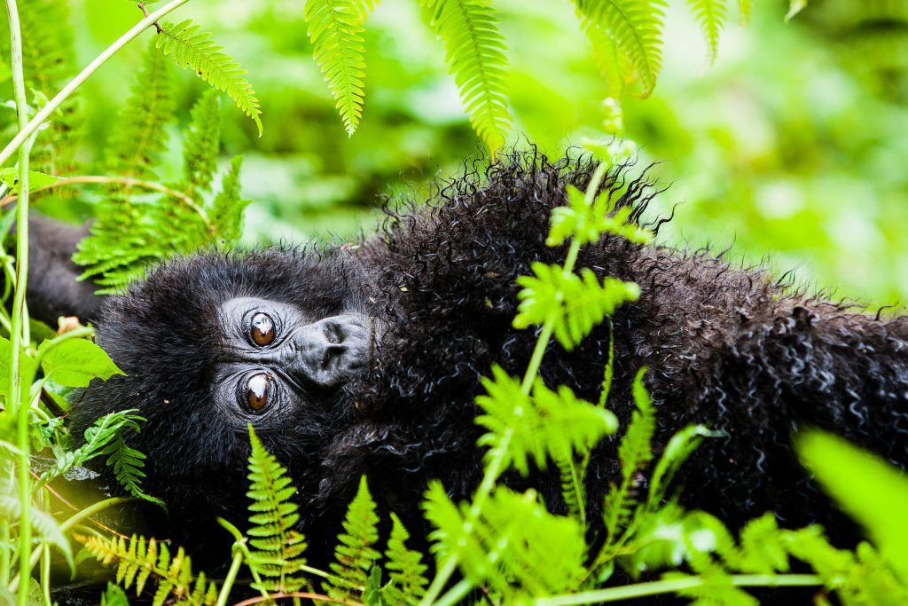 Gorilla Habituation Experience Rwanda vs Uganda