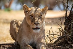 Uganda Wildlife Guide