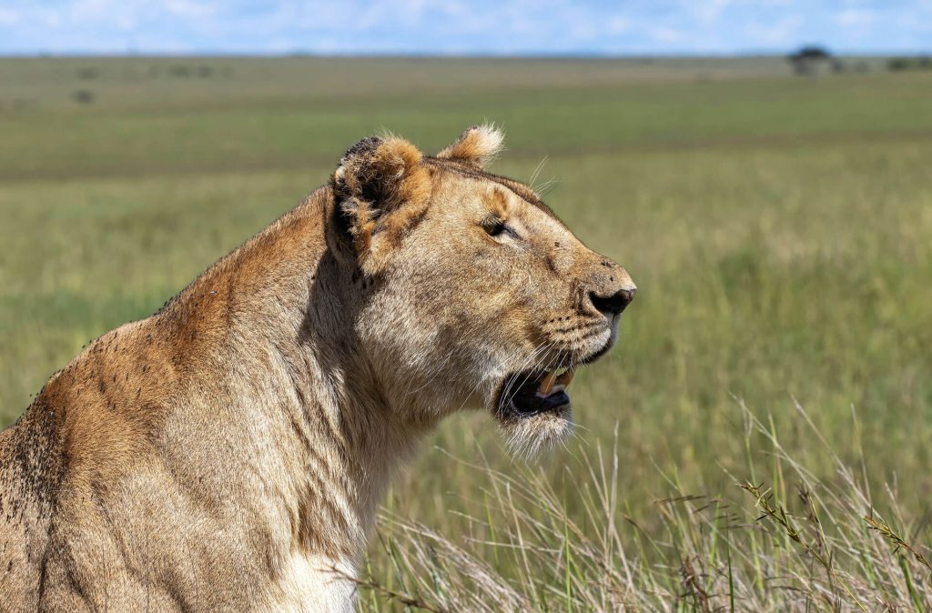 africa safaris, east africa safaris, kenya safaris