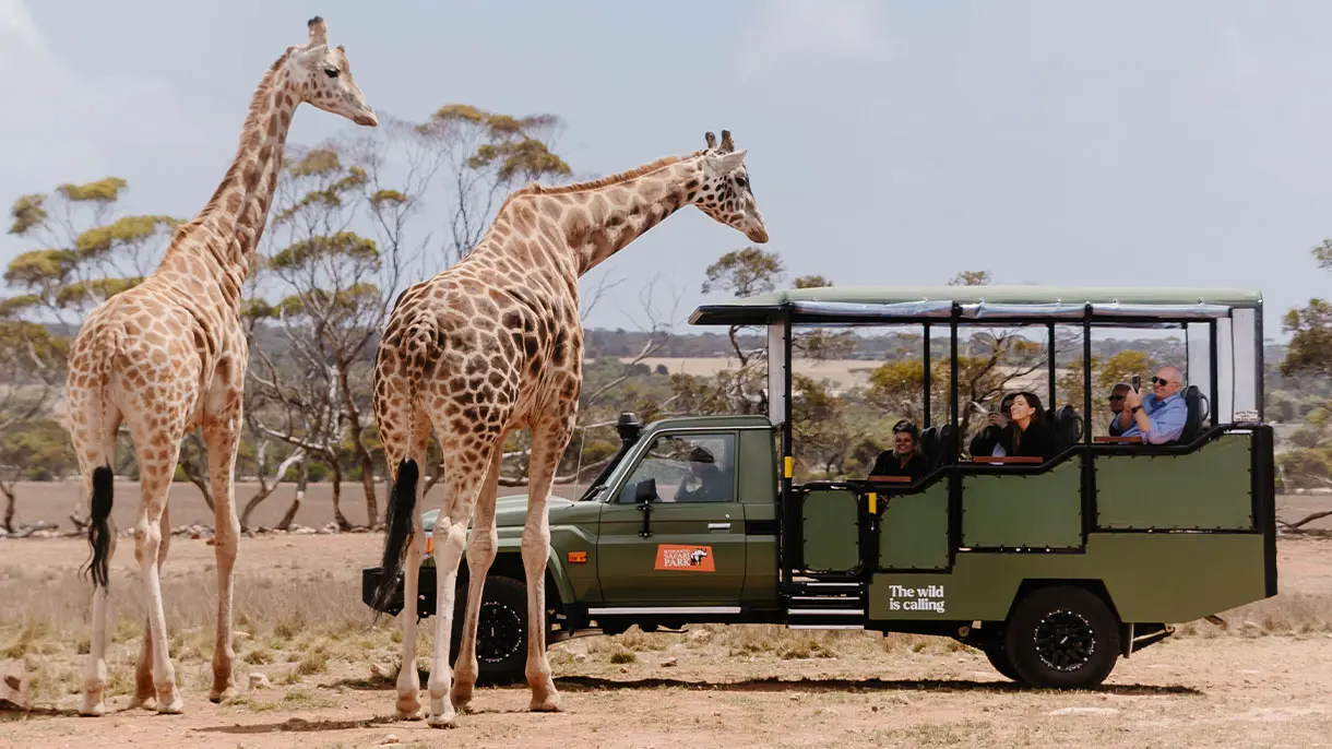 Private Driver Guide in Rwanda Safari