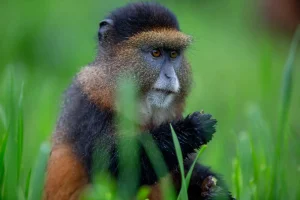 Golden Monkey Trekking in Volcanoes National Park – Complete Experience