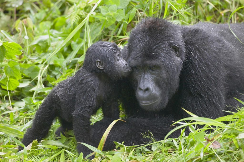 Best Gorilla Trekking Tours in Rwanda