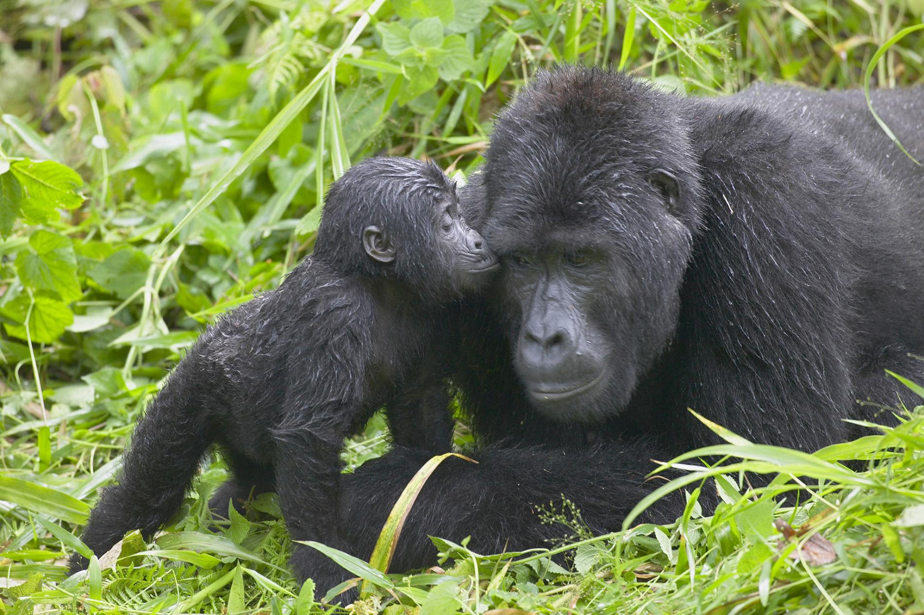 Best Gorilla Trekking Tours in Rwanda