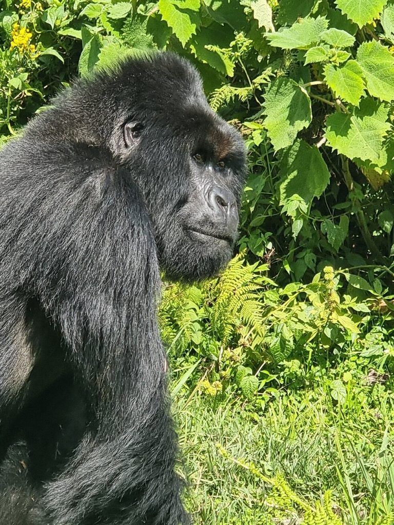 How Difficult is Gorilla Trekking in Rwanda?