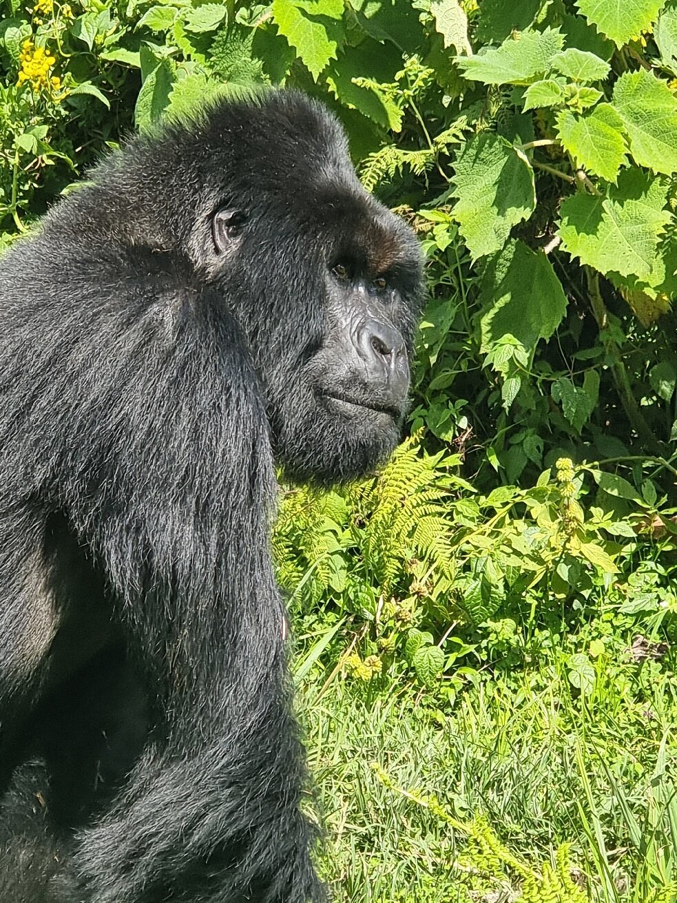 How Difficult is Gorilla Trekking in Rwanda?