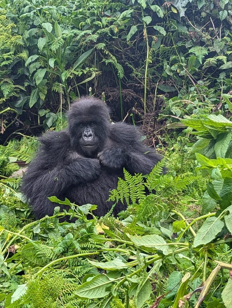 Rwanda Gorilla Permit Price Explained