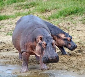Akagera National Park Safari Guide – Big Five Experience