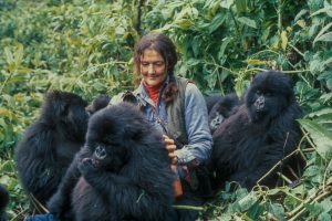 Top Things to Do in Volcanoes National Park Beyond Gorilla Trekking