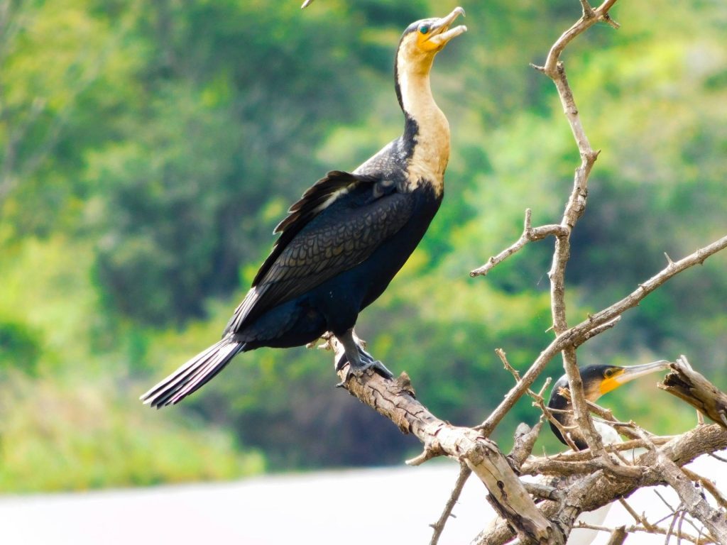 Bird Watching in Nyungwe – Top Species Guide