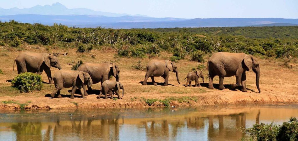 Akagera vs Maasai Mara – Which Safari is Better?