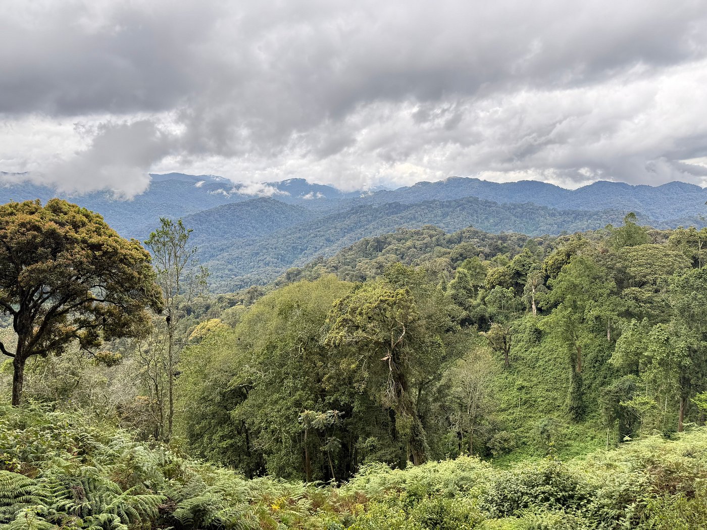 Best Hiking Trails in Nyungwe Forest National Park