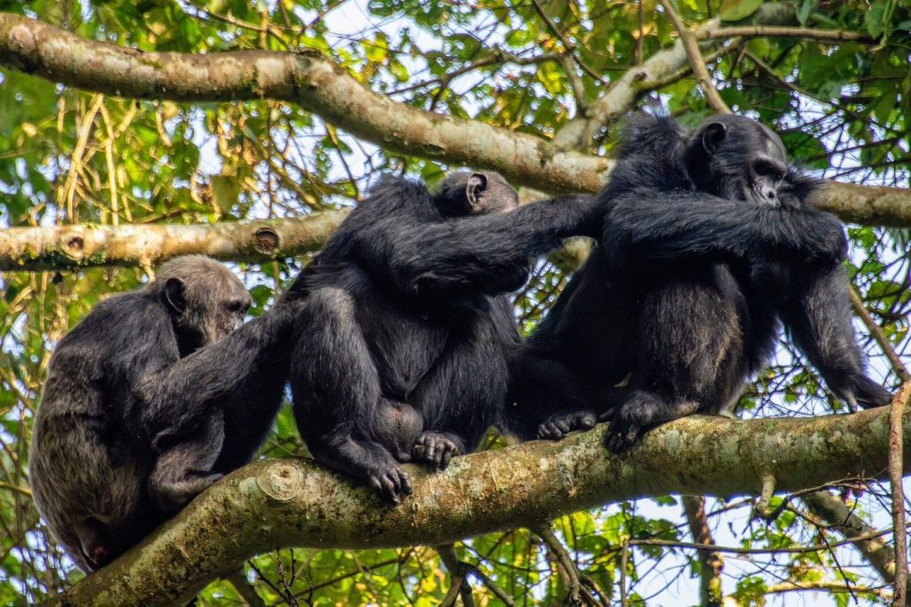 Chimpanzee Trekking in Nyungwe Forest Guide