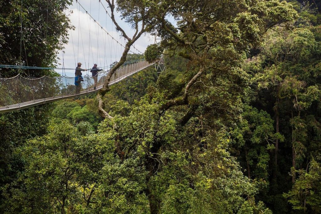 Nyungwe Canopy Walk Experience – Full Review