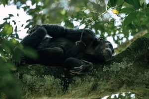 Chimpanzee Trekking Kibale Forest Guide
