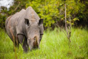 Rwanda Big Five Safari Cost in Akagera