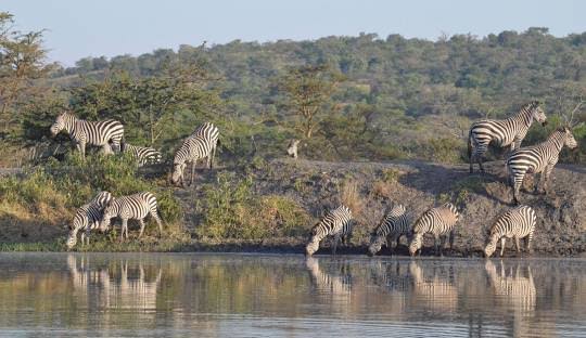 Uganda Honeymoon Safari Guide 