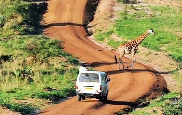 Uganda Road Trip Safari Guide