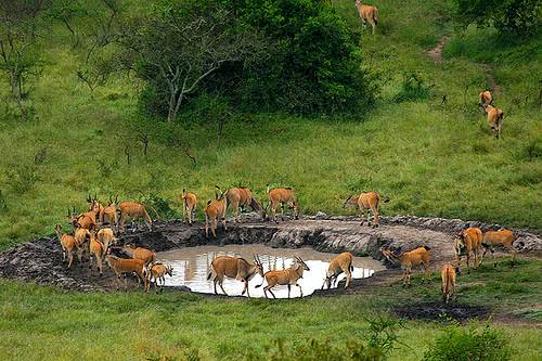 Uganda National Parks Overview