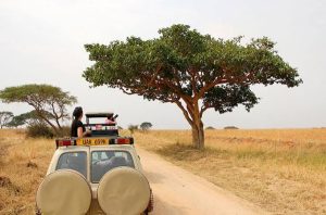 Kenya Safari Cost Breakdown