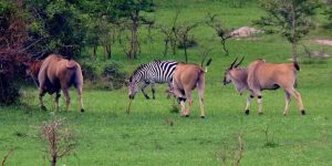 Uganda National Parks Overview