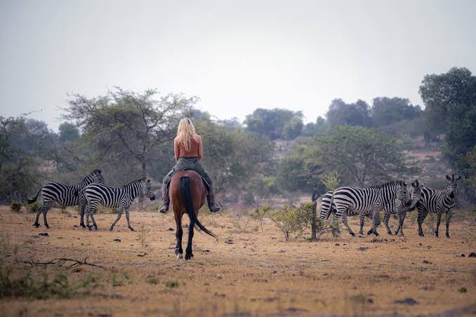 Uganda Safari vs Kenya Safari