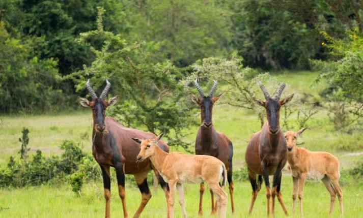 Uganda Safari vs Kenya Safari