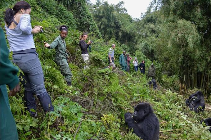 Uganda Honeymoon Safari Guide 
